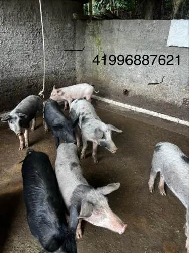 Animal