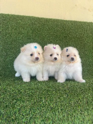 Lulu da Pomerania