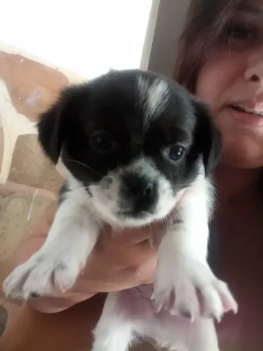 Doaçao de cachorros 