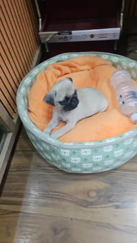 Cachorro da raça pug