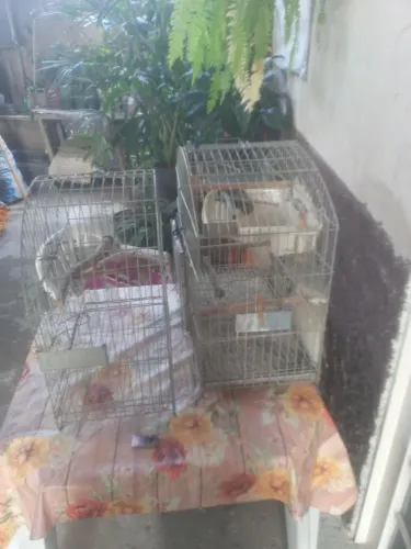 Vendo duas gaiolas ideais para calopsitas!