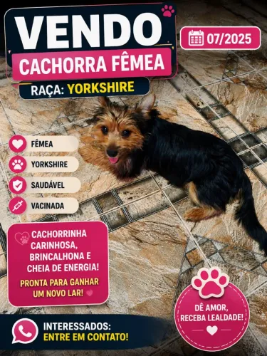 Cachorra de raça