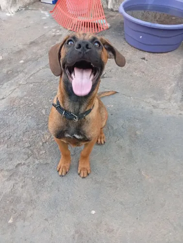 2 cachorros macho para adoção