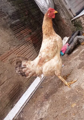 Galinha Caipira 