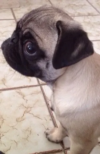 Pug Uma oportunidade para quem procura seu próximo pet
