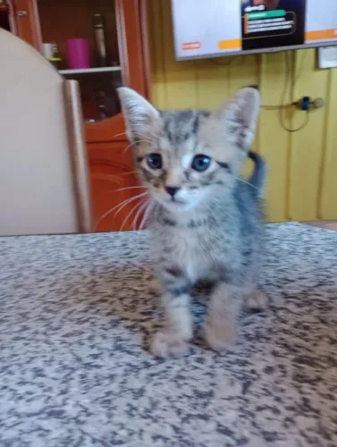 Adoção de gatos