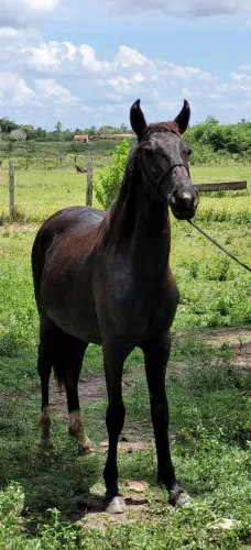 Potro Mangalarga Marchador Registrado 