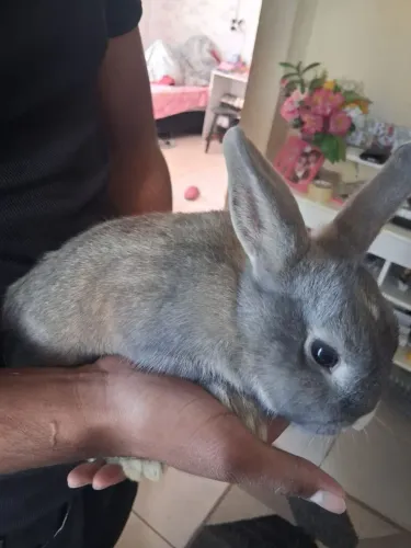 Coelhos