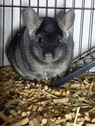Macho de Chinchila Standard Gray escura.