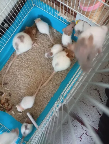 Rato Twister