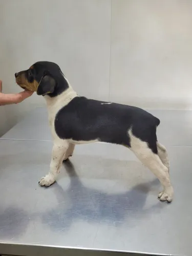 Fox Paulistinha (Terrier Brasileiro)