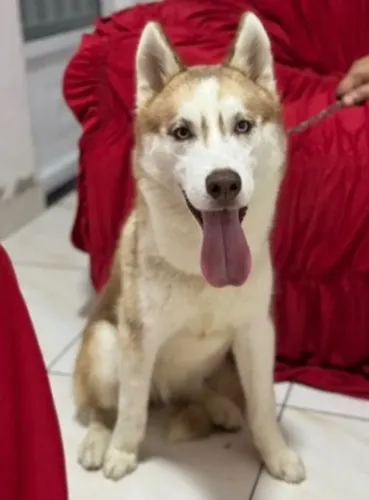 Husky Siberiano