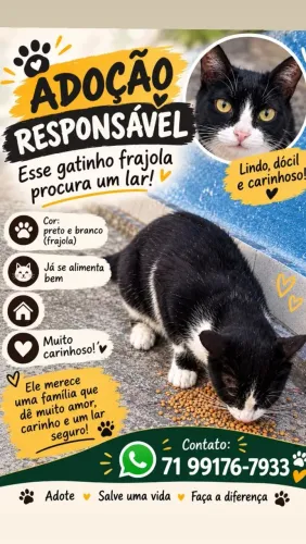 Adoção Gatinho Frajola
