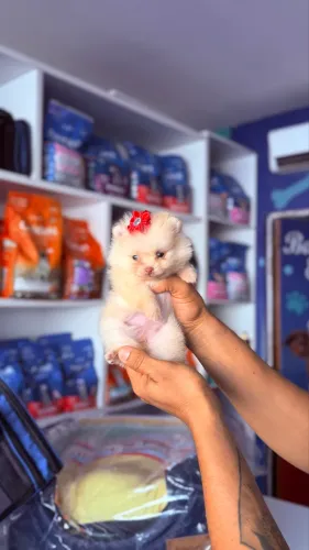 Filhote Lulu da Pomerania