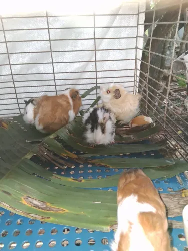 Porquinho da Índia 