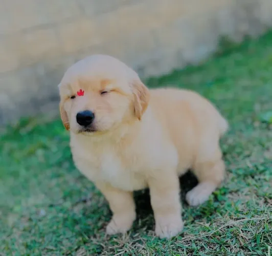 Golden vacinado com 50 dias