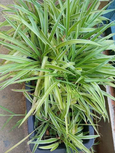 Floreira com planta clorofito
