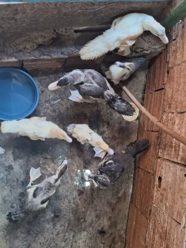 Vendo Patos