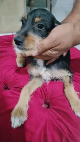Doação de mestiça de yorkshire!