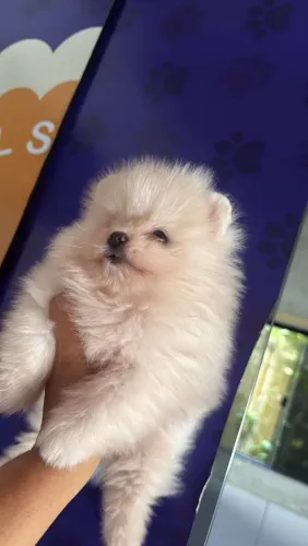 Lulu da Pomerânia disponível