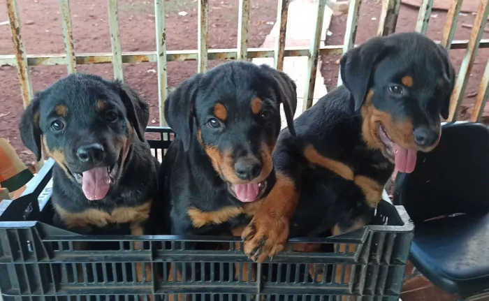 Filhotes de Rottweiler raça pura