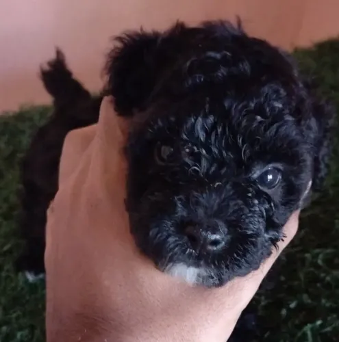 Filhote poodle (macho)