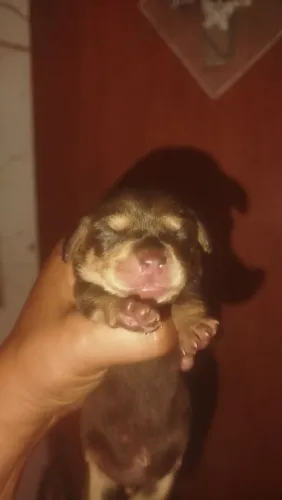 Lindo machinho chocolate e tan
