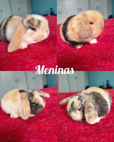 Coelho Mini Lop linhagem Uruguaia LEIA 