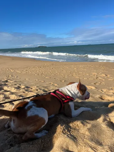 Doação pitbull 