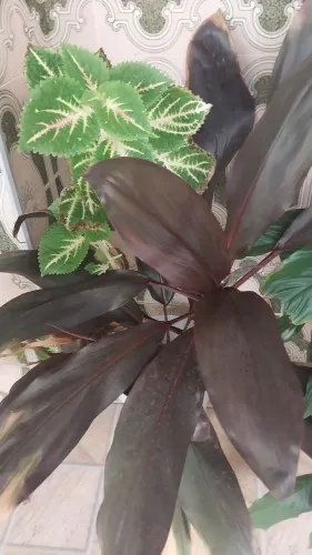 Planta linda