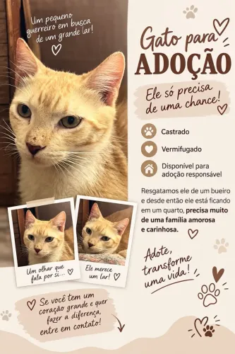 Gato macho para adoção responsável castrado e vermífugado