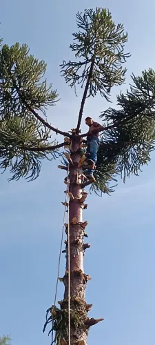 Corte e poda de árvores