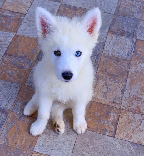 Cachorro