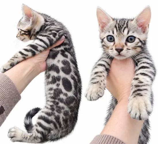 Gato bengal
