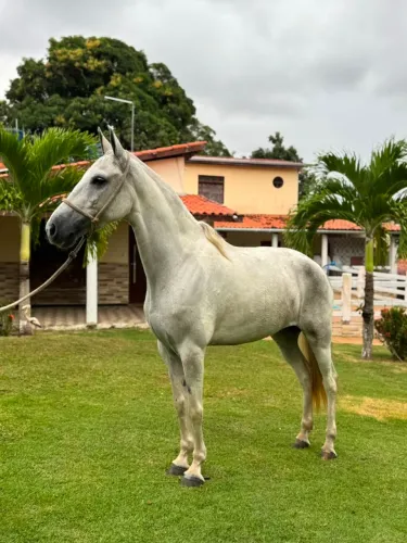 Égua Mangalarga Marchador 