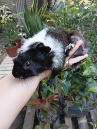 Porquinho da Índia