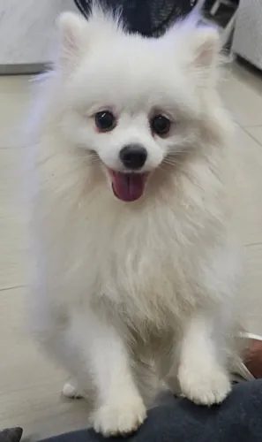 Spitz-alemão-anão procura namorada!