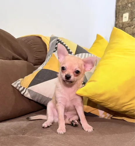 Chihuahua 