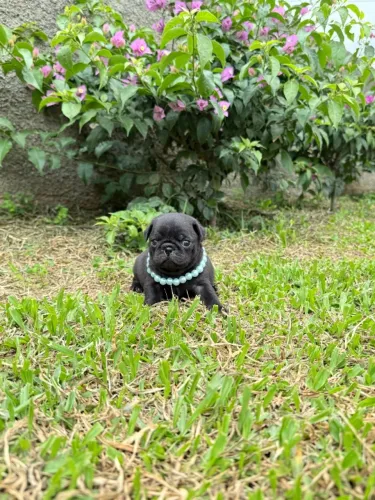 Pug macho e fêmea, abricot e preto! Pais com Pedigree, Entrego e Parcelo 12x.