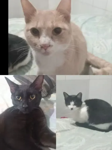 Doação de gatos