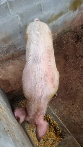 Porco Agroceres (Large white)