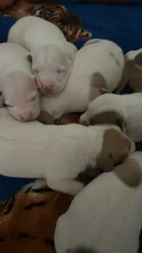 filhotes pitbull recém nascidos 