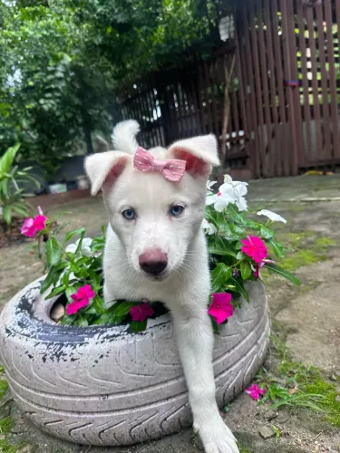 Filhote Husky siberiano