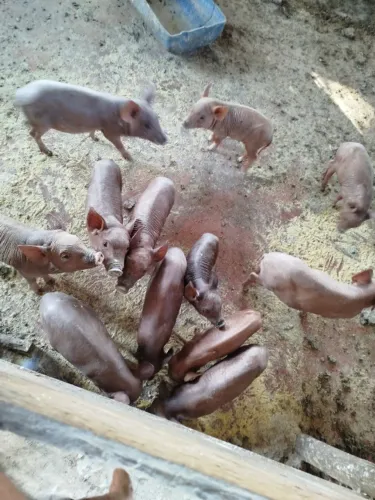 Vende-se leitões baé