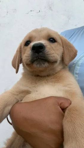 Labrador filhote
