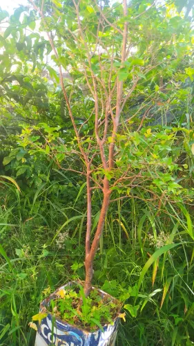 Plantas  jaboticaba Sabará 