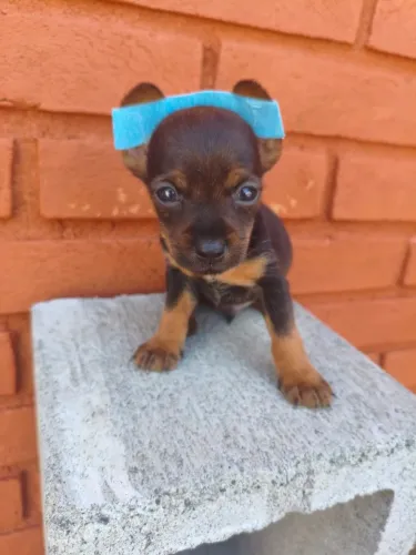 Pinscher filhote ideal para companhia e alegria