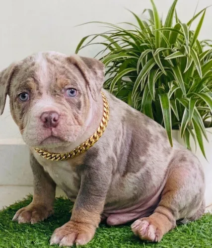 American bully a partir de 1999