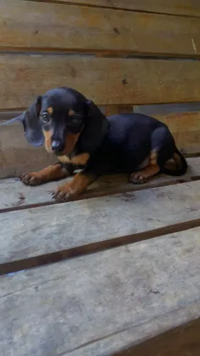 Dachshund