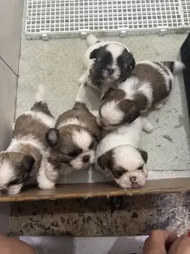 Filhotes de Shih Tzu para Adoção